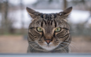 Cat window snow blurry background - angry free wallpaper