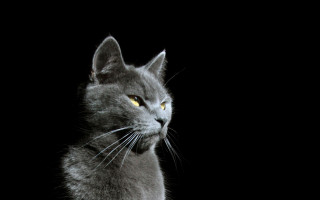 Gray cat yellow eyes owl - chiaroscuro free wallpaper