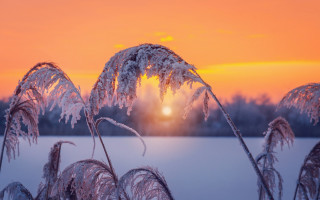 Sunset frozen lake plant trees - a sunset over a free wallpaper