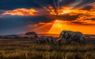 Elephants sunset grass field clouds - a grass free wallpaper
