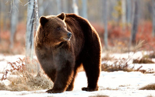Brown bear snowy forest ecological - the ground and grass free wallpaper