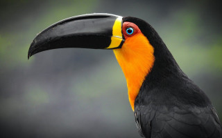 Colorful bird beak puzzle pokemon - craola free wallpaper