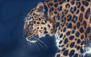 Leopard closeup blue sky trees 2 - a close up of a leopards face free wallpaper