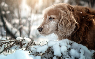 Dog snow branch winter impressionist - the ground behind free wallpaper