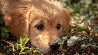 Dog grass leaves sad look - cute free wallpaper for desktop