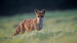 Small fox grassy field blurry - a grassy field free wallpaper