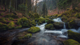Forest stream moss rocks waterfall - the rock free wallpaper