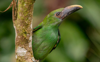 Green bird perched forest no - a tree branch in a forest area free wallpaper