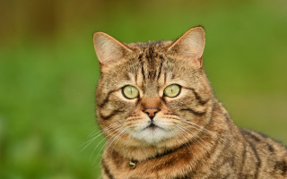 Cat green eyes shiba inu - neoplasticism free wallpaper