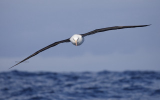 Bird ocean fish beak sky - superflat free wallpaper