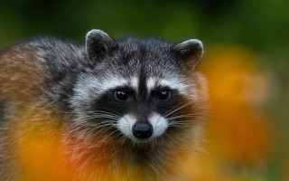 Raccoon looking camera yellow flowers - a raccoon free wallpaper