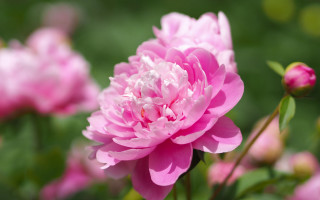 Pink flower blooming background bokeh - naturalism free wallpaper