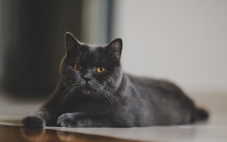 Black cat serious eye vanitas - a black cat free wallpaper