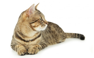Cat sitting white background striped - white free wallpaper for desktop