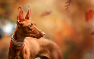 Dog collar tree photorealism animal - its neck free wallpaper