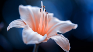 White flower blue blurry macro - naturalism free wallpaper