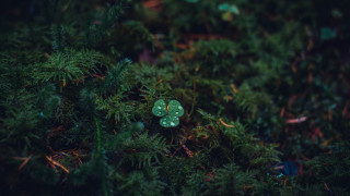 Green button forest leaves macro - lot of leaves free wallpaper