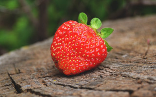 Strawberry tree stump leaves green - claire dalby free wallpaper