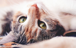 Cat green eyes blanket closeup - its back free wallpaper