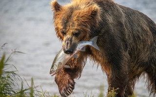 Bear fish eating water wildlife - prey free wallpaper