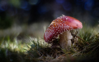 Mushroom white dots grass blurry - a mushroom free wallpaper