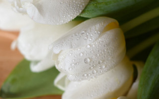 Flowers water droplets green leaves - dirck van der lisse free wallpaper
