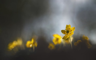 Yellow flower field butterfly sunset - a few cloud free wallpaper