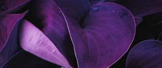 Purple plant leaves water droplets - eden box free wallpaper