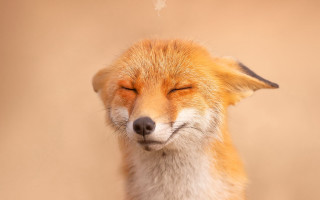 Fox closed eyes cigarette furry - eye free wallpaper