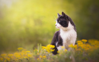 Black white cat field flowers - cat free wallpaper