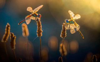 Dragonflies on plant macro art - winning free wallpaper