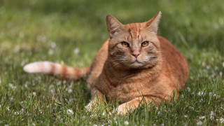 Sad cat grass outdoors flower - neoplasticism free wallpaper