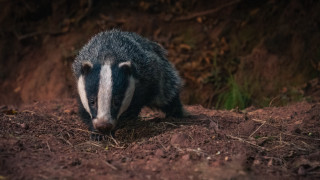 Badger woods dirt foraging naturalism - the dirt free wallpaper