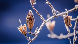 Branch flowers ice blue sky - a blue sky in the background free wallpaper for desktop
