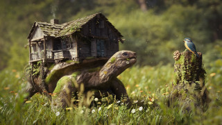 Turtle bird house back storybook - its back free wallpaper