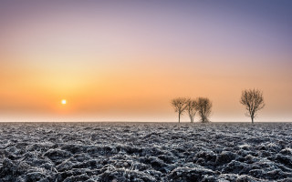 Field trees sunset foggy sky - tree and a sunset in the background free wallpaper