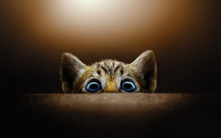 Cat blue eyes peeking table - face free wallpaper for desktop
