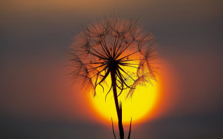 Dandelion sunset silhouette macro magic - sun free wallpaper