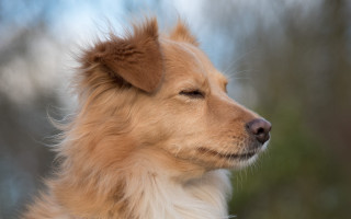 Dog brown fur white face - a white face free wallpaper
