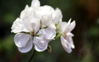 White flower closeup blurry background - the background and a blurry background free wallpaper