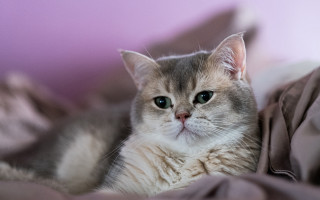 White cat blurry rococo regal - a purple background free wallpaper