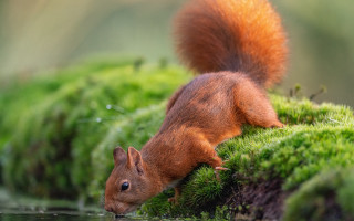 Squirrel mossy pond green vegetation - a squirrel free wallpaper