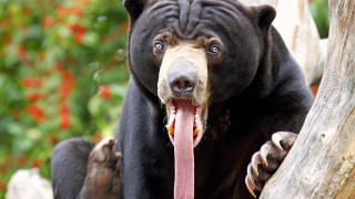 Bear tongue out tree trunk - a bear free wallpaper