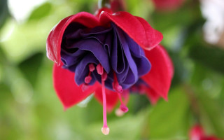 Red purple flower water bokeh - the flower free wallpaper