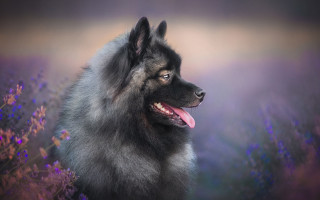 Dog long coat flower field - a long coat free wallpaper