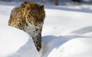 Leopard snow wild prey mountain - prey free wallpaper