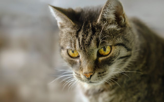 Cat yellow eyes tiltshift animal - a cat free wallpaper