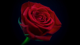 Red rose green stem black - a green stem in the foreground free wallpaper