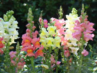 Garden bunch of flowers together - free flowers wallpaper