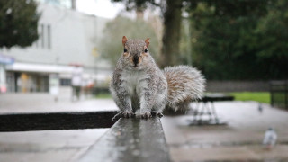 Squirrel rail rain tiltshift photorealism - a squirrel free wallpaper